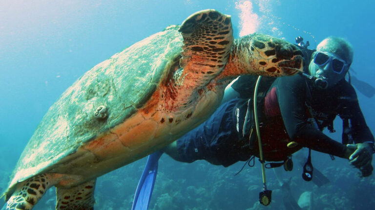 Dive Foundation Bonaire Youth